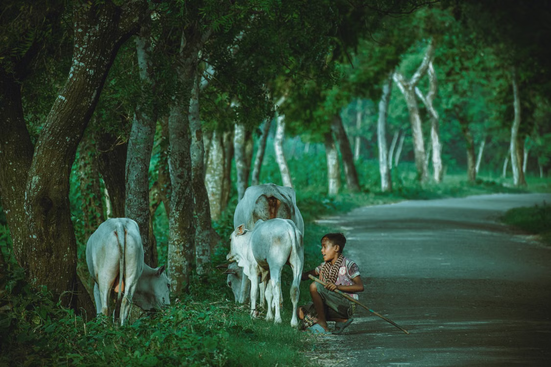 Documentary photograph of a boy with cattle beside a forest road